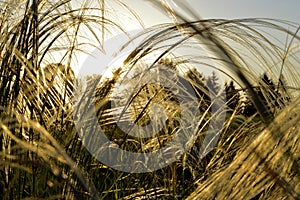 Cirrus feather grass lit by the sun on the slopes of the Ural mountains. A warm summer day in the Western Urals.