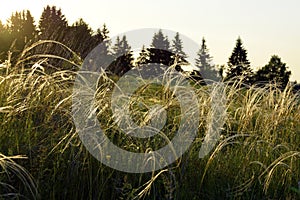 Cirrus feather grass lit by the sun on the slopes of the Ural mountains. A warm summer day in the Western Urals.