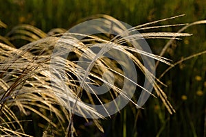 Cirrus feather grass lit by the sun on the slopes of the Ural mountains. A warm summer day in the Western Urals.