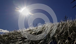 Cirrus feather grass lit by the sun on the slopes of the Ural mountains. A warm summer day in the Western Urals.