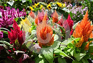 Cirrus silvery feathery, or panicled celosia Celosia argentea f. Plumosa