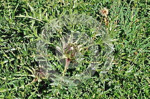 Cirse acaule in the Alps