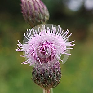 Cirsium arvense