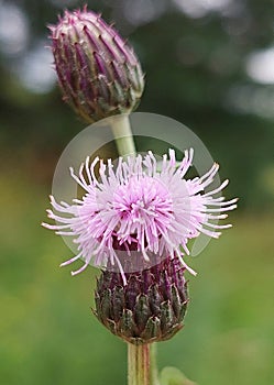 Cirsium arvense