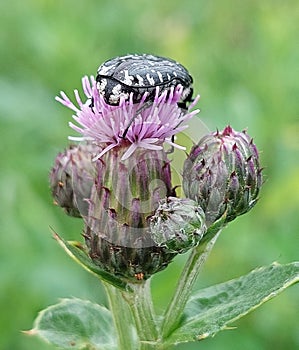 Cirsium arvense