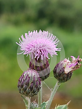 Cirsium arvense