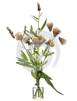 Cirsium arvense canada thistle or field thistle in a glass vessel on a white background