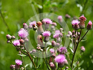 Cirsium Arvense Or Creeping Thistle