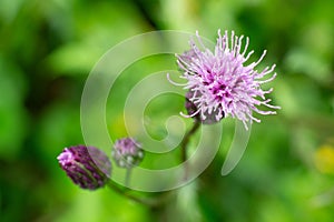 Cirsium arvense (creeping thistle) flower plant with bokeh effect