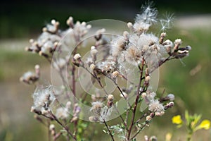 Cirsium arvense, creeping thistle fluffy flowers closeup selective focus