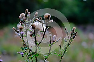 Cirsium arvense creeping thistle with fuzzy flower seeds, feeding black aphids and red ants on the stem