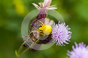 Cirsium arvense, a creeping thistle, like a purple flower truffle. spider grabbed honey bee. Yellow spider eats prey.