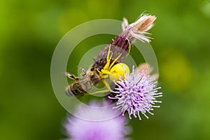 Cirsium arvense, a creeping thistle, like a purple flower truffle. spider grabbed honey bee. Yellow spider eats prey.