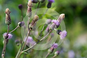 Cirsium arvense, creeping thistle violet flowers closeup selective focus