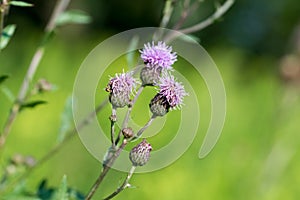 Cirsium arvense, creeping thistle violet flowers closeup selective focus