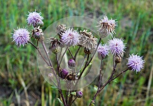 Cirsium arvense flowers