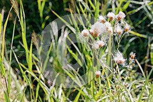 Cirsium Arvense with Pappus