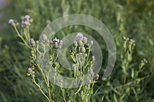 Cirsium arvense violet flowers