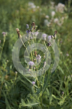 Cirsium arvense violet flowers