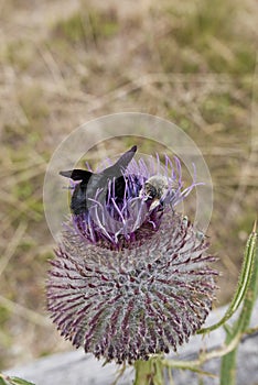 Cirsium eriophorum plant in bloom