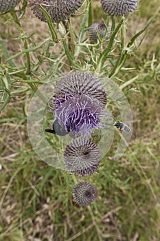 Cirsium eriophorum plant in bloom