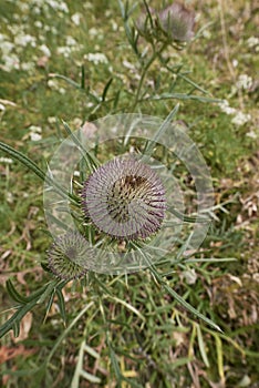 Cirsium eriophorum plant in bloom