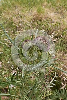 Cirsium eriophorum plant in bloom