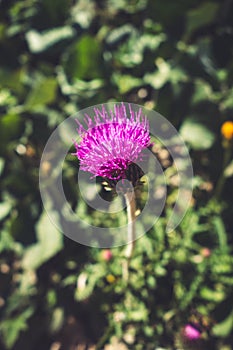 Cirsium flowers in Vanoise national Park, France