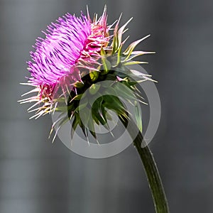 Cirsium, Purple Thistle Flower, Asteraceae