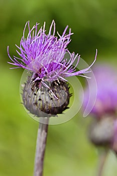 Cirsium heterophyllum, also known as melancholy thistle, is an erect spineless herb in the sunflower family