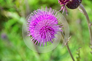 Cirsium maackii Maxim. family Asteraceae, Blooming Thistle Maak in the bay of Akhlestyshev on the island of Russian. Russia, Vla