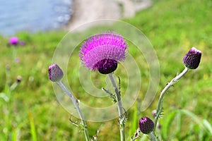 Cirsium maackii Maxim. family Asteraceae, Blooming Thistle Maak in the bay of Akhlestyshev on the island of Russian. Russia, Vla