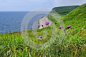 Cirsium maackii Maxim. family Asteraceae, Blooming Thistle Maak in the bay of Akhlestyshev on the island of Russian. Russia, Vla