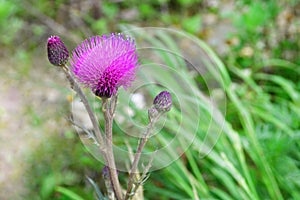 Cirsium maackii Maxim. family Asteraceae, Blooming Thistle Maak in the bay of Akhlestyshev on the island of Russian. Russia, Vla