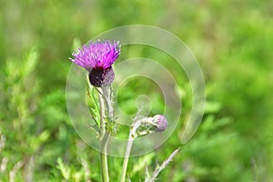 Cirsium maackii Maxim. family Asteraceae, Blooming Thistle Maak in the bay of Akhlestyshev on the island of Russian. Russia, Vla photo
