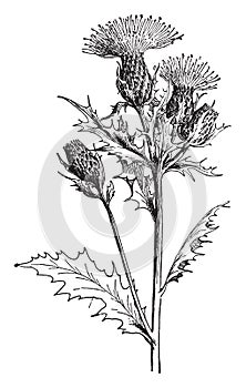 Cirsium Muticum vintage illustration