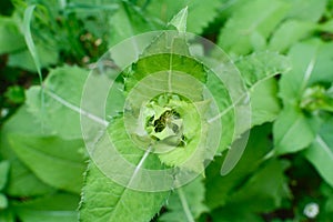 Cirsium oleraceum, the cabbage thistle or Siberian thistle
