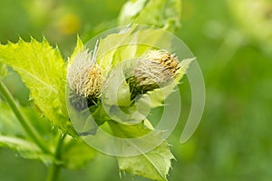 Cirsium oleraceum marsh thistle blooming in meadow