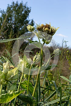 Cirsium oleraceum is a plant species from the Asteraceae family, common in Europe, ex. Siberia and Kazakhstan