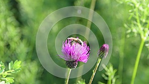 Cirsium Rivulare `Trevor`s Blue Wonder`