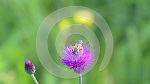 Cirsium Rivulare `Trevor`s Blue Wonder`