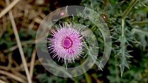 Cirsium setosum,Excellent Potherb