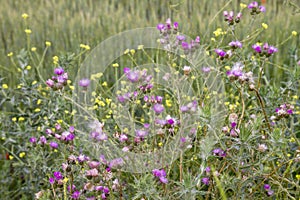Cirsium tuberosum purple flowers