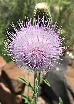 Wavyleaf Thistle photo