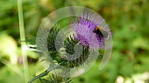 Cirsium vulgare macro in the summer and bee