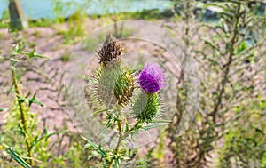 Cirsium vulgare purple flower growing in summer field. Spear or bull thistle plant