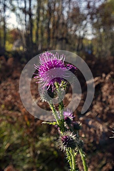Cirsium vulgare, the spear thistle
