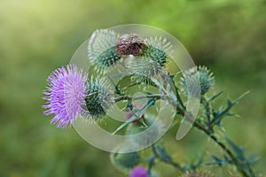 Cirsium vulgare, Spear thistle, Bull thistle, Common thistle