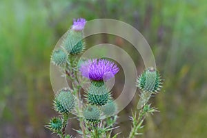 Cirsium vulgare, Spear thistle, Bull thistle, Common thistle, short lived thistle plant