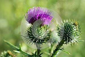 Cirsium vulgare, spear thistle flower macro selective focus